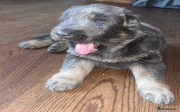 German Shepherd dogs for sale: Blue & Isabella German Shepherd Puppies For Sale  - Image 21