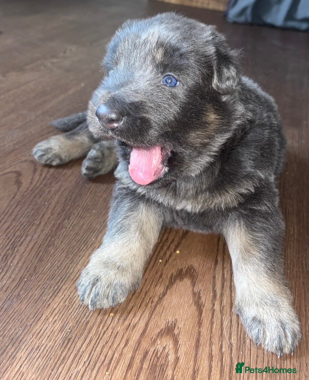 German Shepherd dogs for sale: Blue & Isabella German Shepherd Puppies For Sale  - Image 21