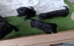 Cockapoo dogs for sale: Pure black cockerpoo  puppies  - Image 2