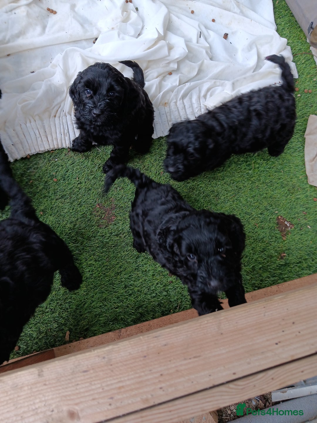 Cockapoo dogs for sale: Pure black cockerpoo  puppies  - Image 2
