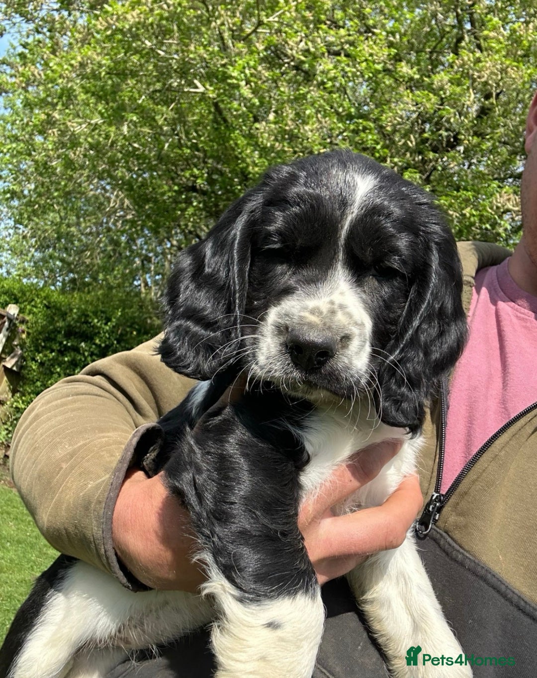 English Springer Spaniel dogs for sale: English Springer Spaniel Female - Image 8