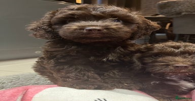 Cockapoo dogs in Bedford - Advert 1