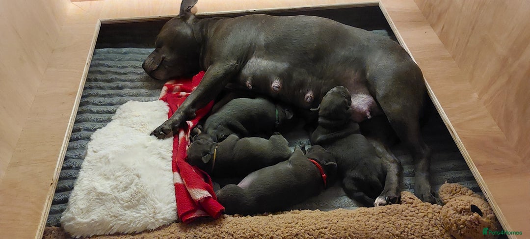 Staffordshire Bull Terrier dogs for sale: 💙KC Staffordshire Bull Terrier puppies 💙 - Advert 2