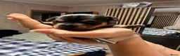 Mixed Breed dogs for sale: Jack Russel & pinscher  in Rugby - Advert 2