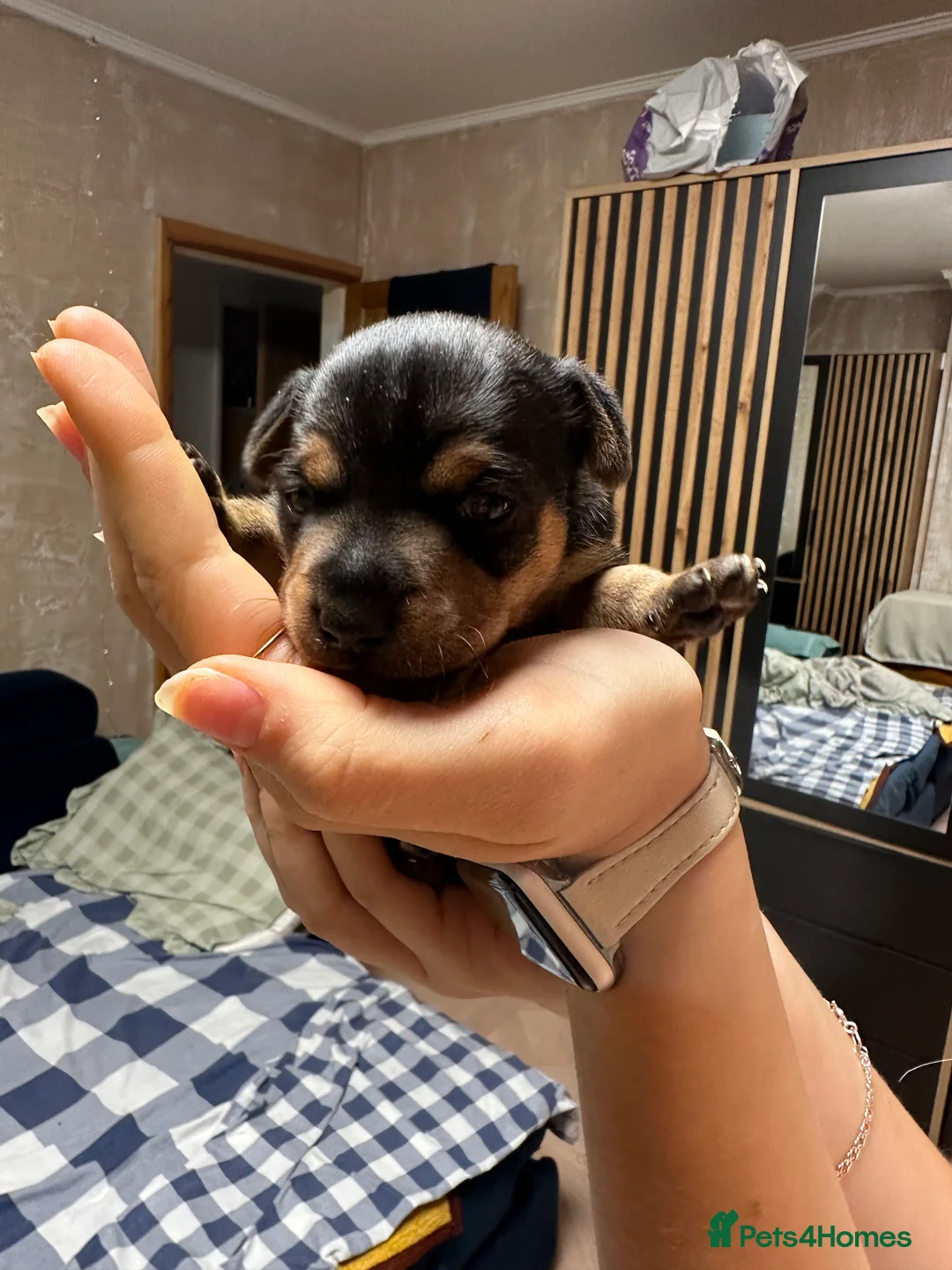 Mixed Breed dogs for sale: Jack Russel & pinscher  in Rugby - Advert 2