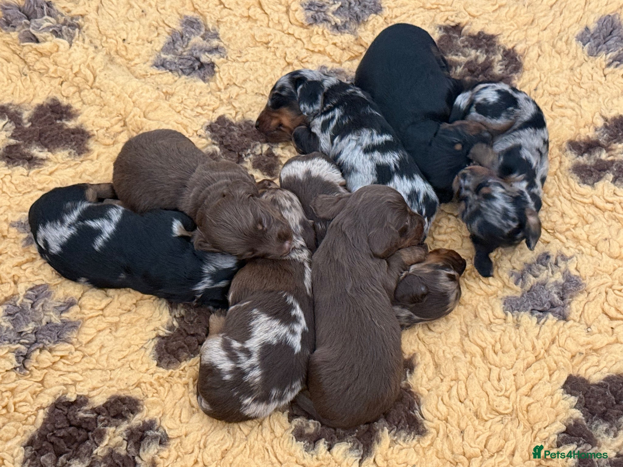 Dachshund dogs Long haired miniature dachshund puppies - Advert 1