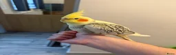 Cockatiels birds for sale: Reggie the cockatiel looking for a new home  - Advert 1