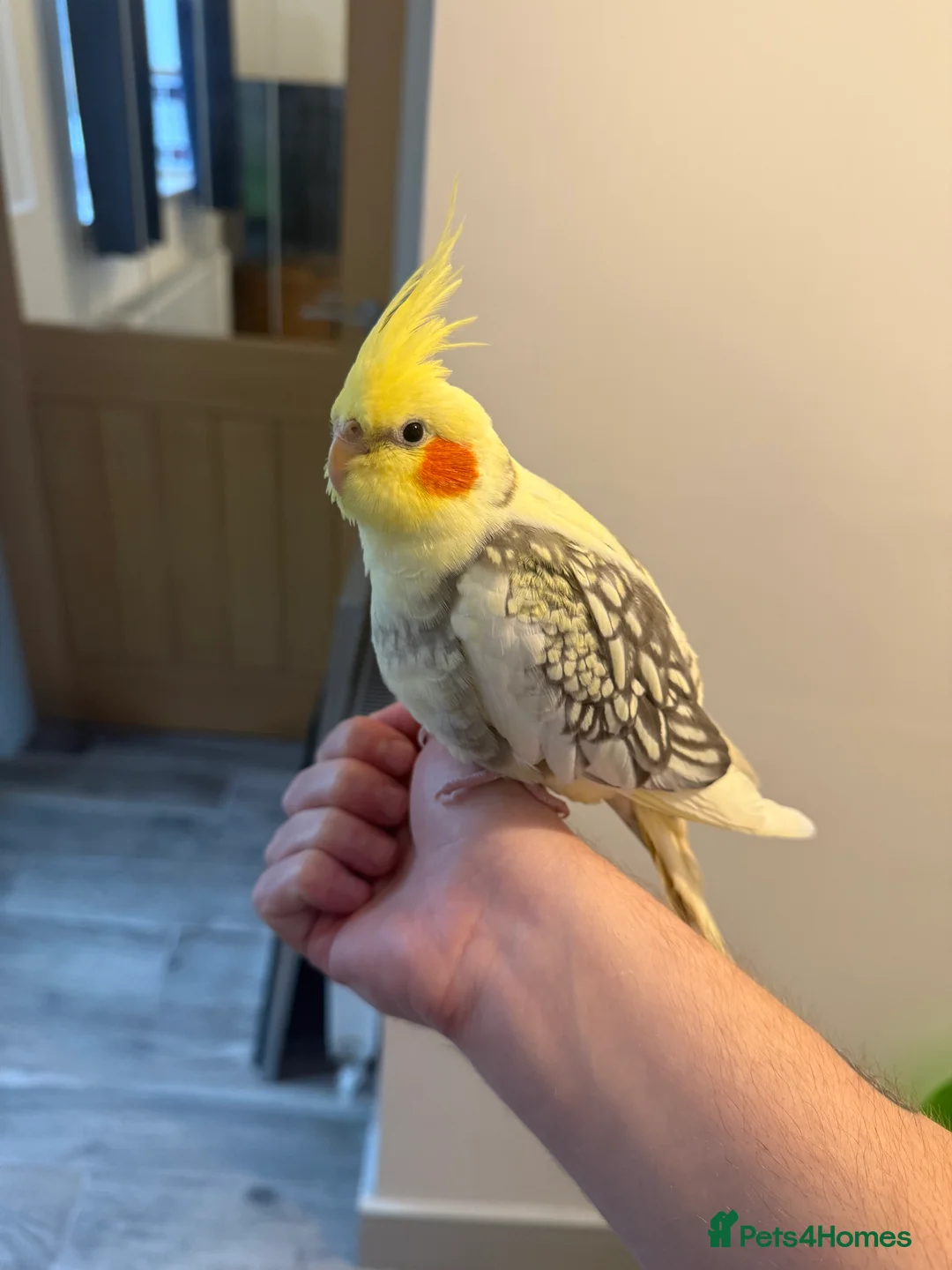 Cockatiels birds for sale: Reggie the cockatiel looking for a new home  - Advert 1