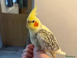 Cockatiels birds Reggie the cockatiel looking for a new home - Advert 2