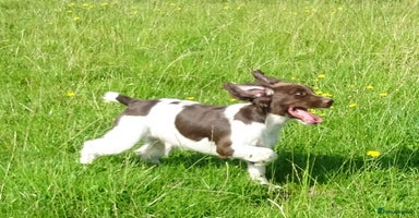 English Springer Spaniel dogs - Advert 8