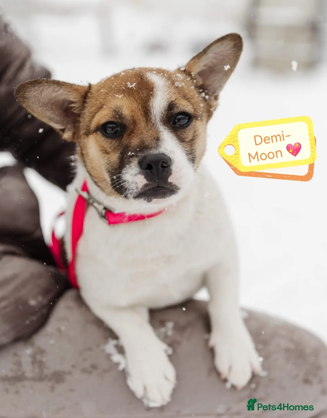 Mixed Breed dogs for adoption: 💖🐶 DEMI-MOON 🐶💖 - Advert 2