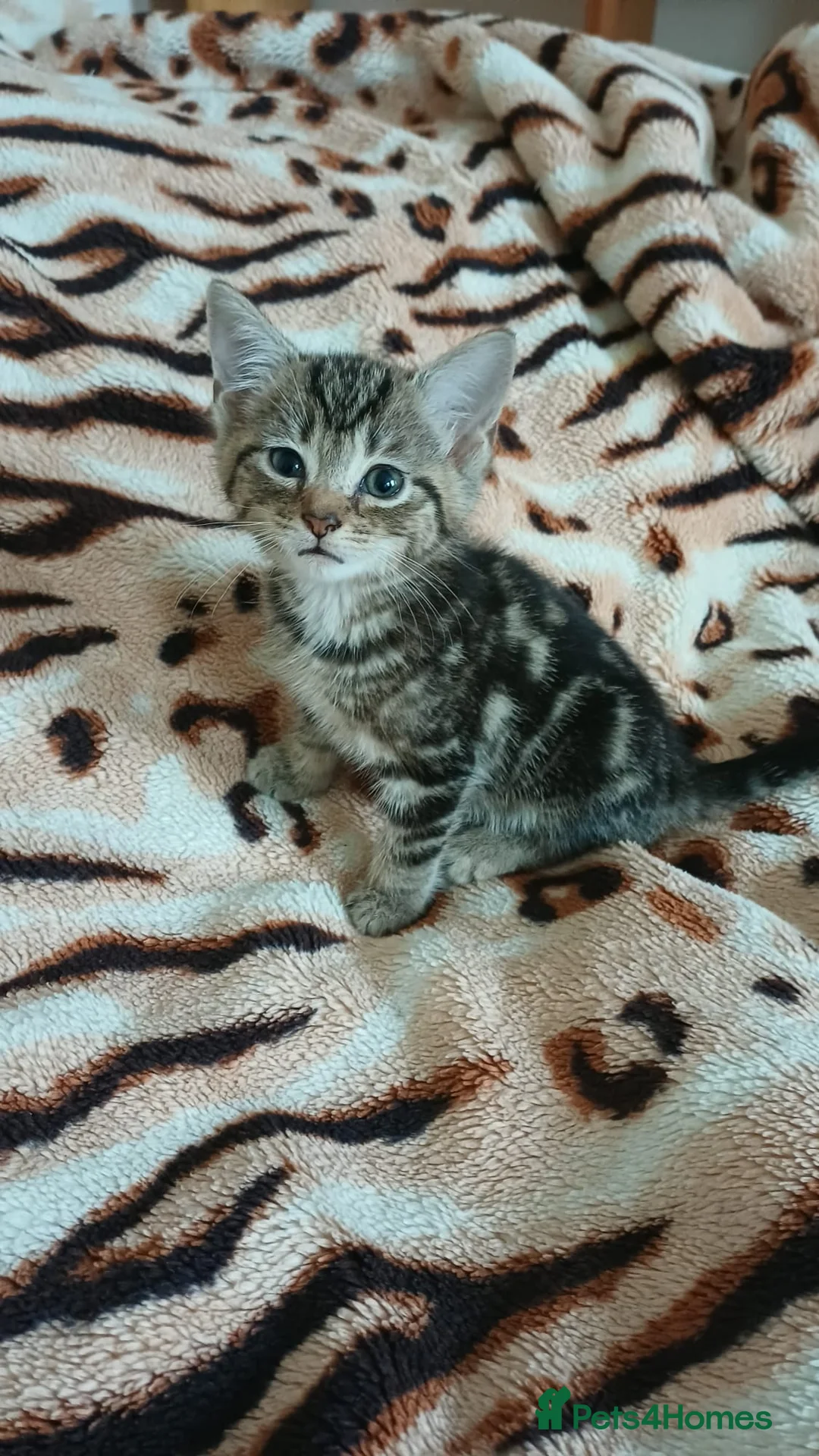 Mixed Breed cats for sale: Kittens - Advert 7