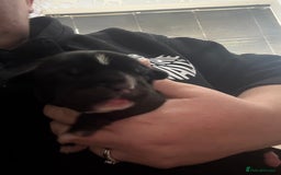 Mixed Breed dogs for sale: Chunky boys - Advert 15