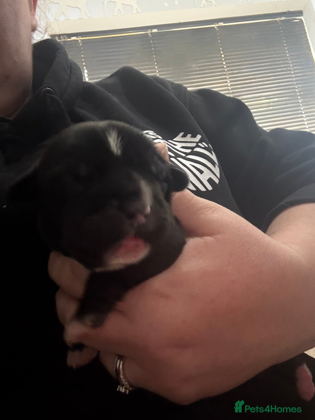 Mixed Breed dogs for sale: Chunky boys - Advert 15