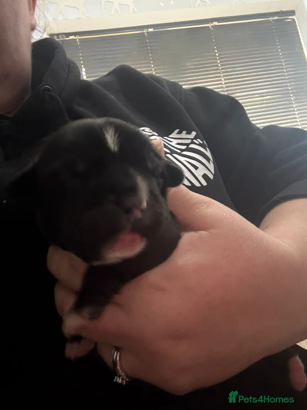 Mixed Breed dogs for sale: Chunky boys - Advert 12