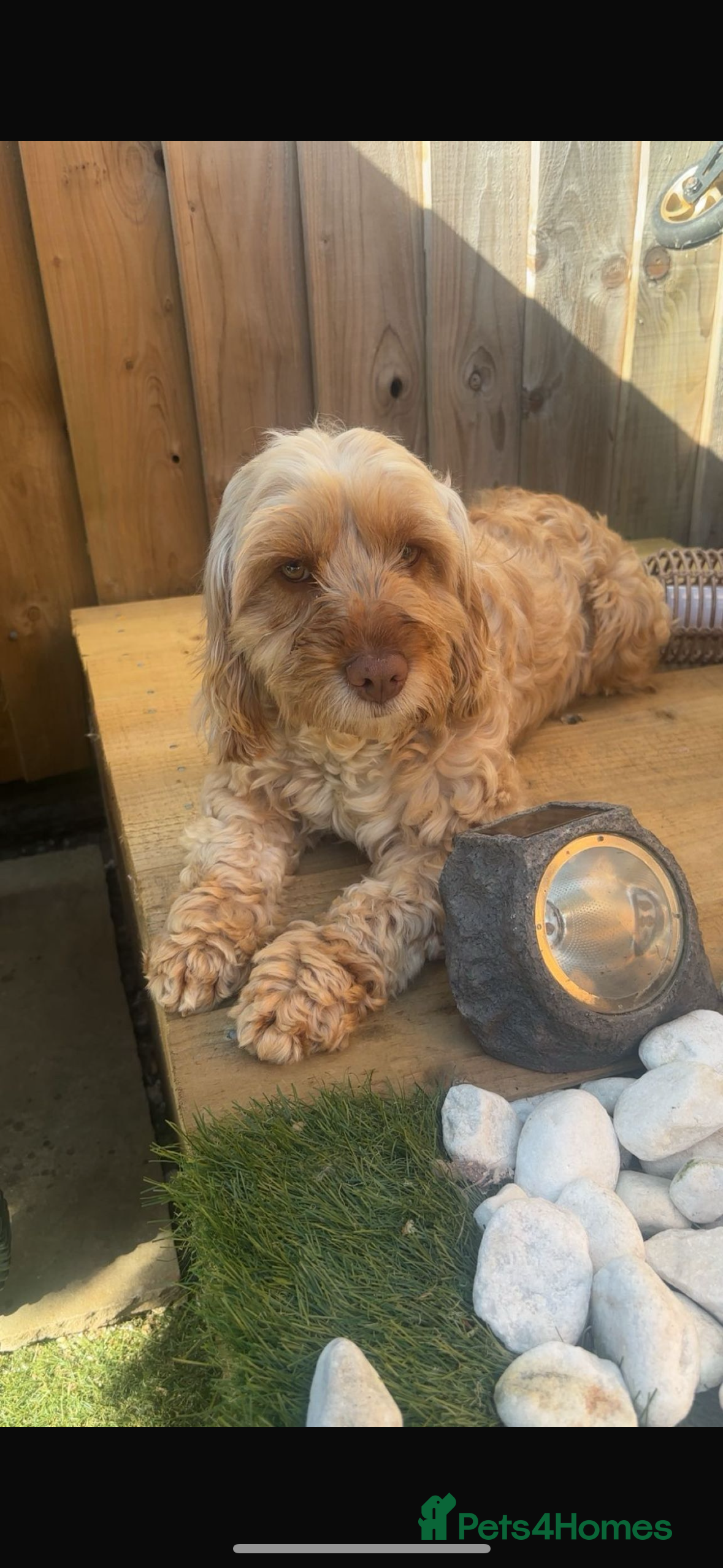 Mixed Breed dogs Cavapoo puppies  - Advert 1