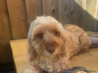 Mixed Breed dogs Cavapoo puppies - Advert 7