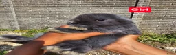 Mini Lop rabbits for sale: Pure breed Mini Lop Rabbits - Advert 4