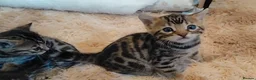 Bengal cats for sale: Beautiful Bengal kittens  - Advert 22