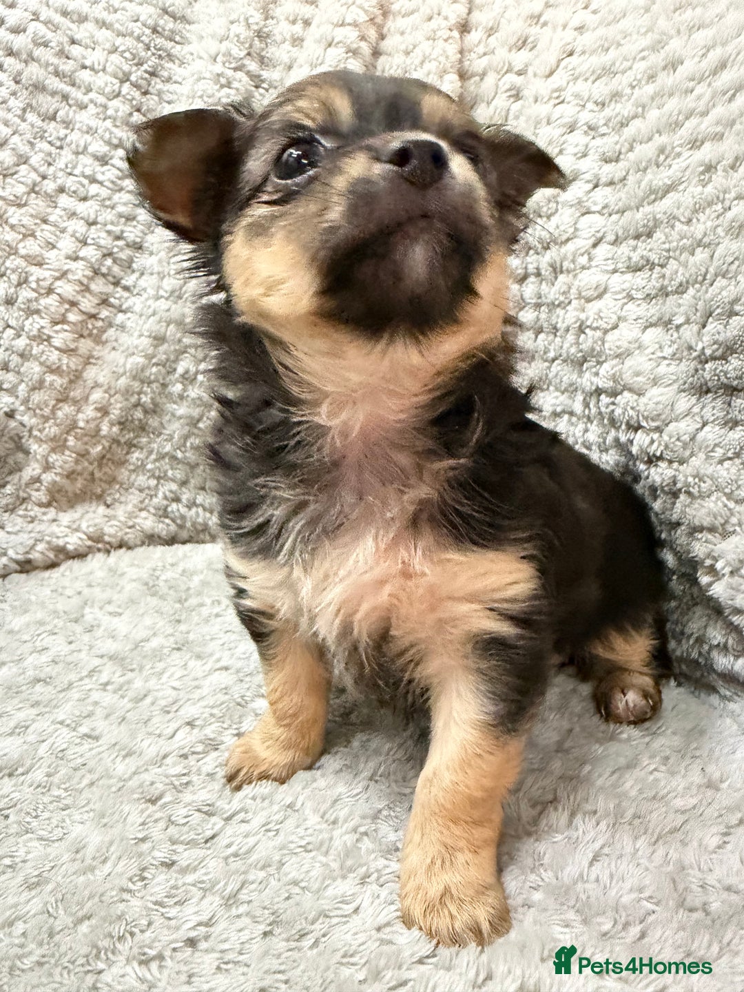 Chihuahua dogs for sale: Female Rare blue tan LC and black tri colour  - Advert 3