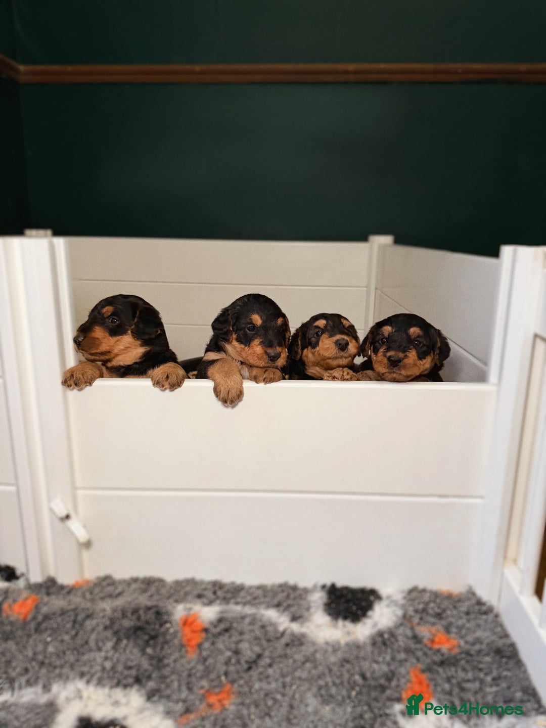 Airedale Terrier dogs for sale: KC Female Airedale Puppy🌟🐾 - Advert 9