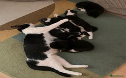 Mixed Breed cats for sale: ✨Playful Kittens Ready for Their Forever Homes! - Image 6