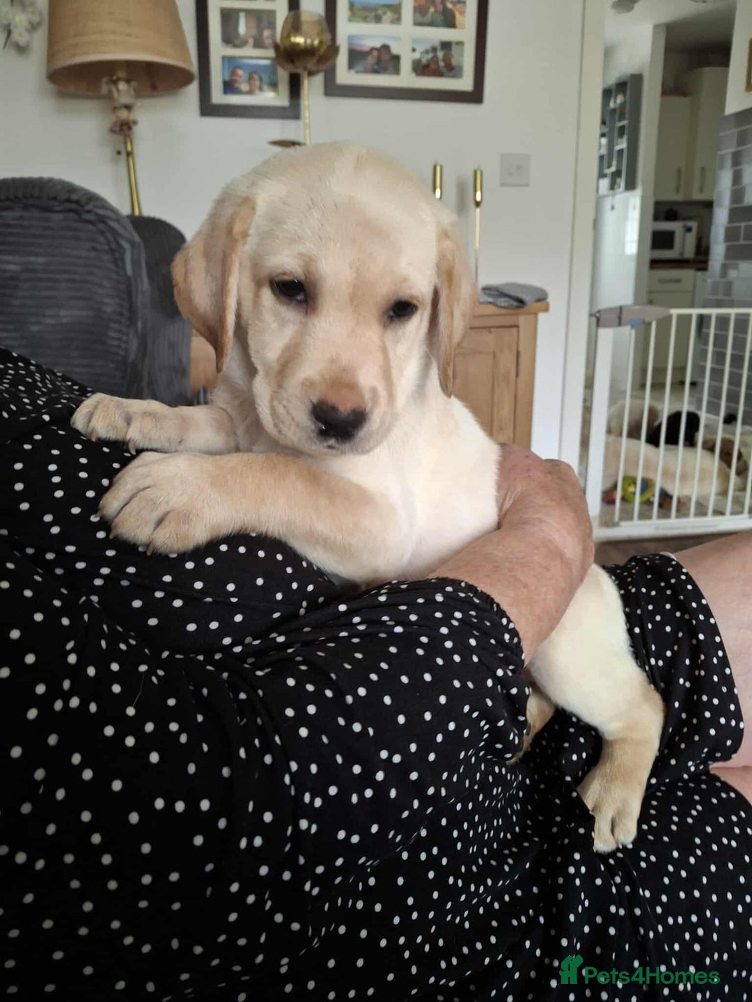Labrador Retriever dogs for sale: Labrador retriever  - Image 5