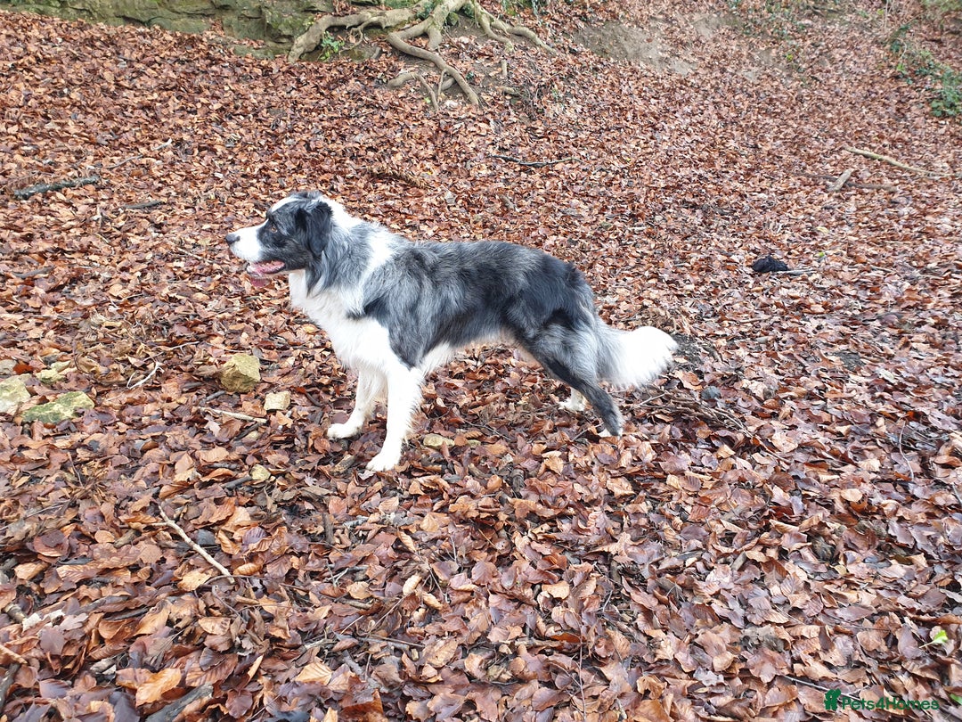 Border Collie dogs for stud: *proven* health tested working merle border collie in Leeds - Advert 9
