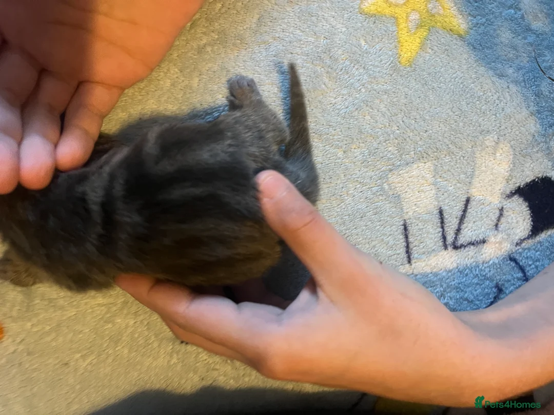 Mixed Breed cats for sale: Amber Bengal X shorthaired Black kittens in Cambridge - Advert 15