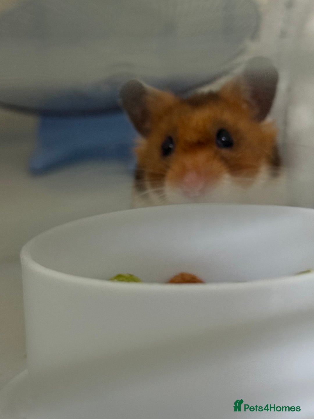 Hamster rodents for sale: Syrian hamster  - Advert 4