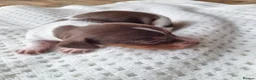 Dachshund dogs for sale: Male puppy pedigree dachshund in Newport - Advert 7