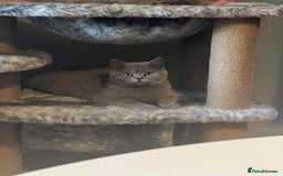 British Shorthair cats for sale: 2 beautiful girl left  - Image 5