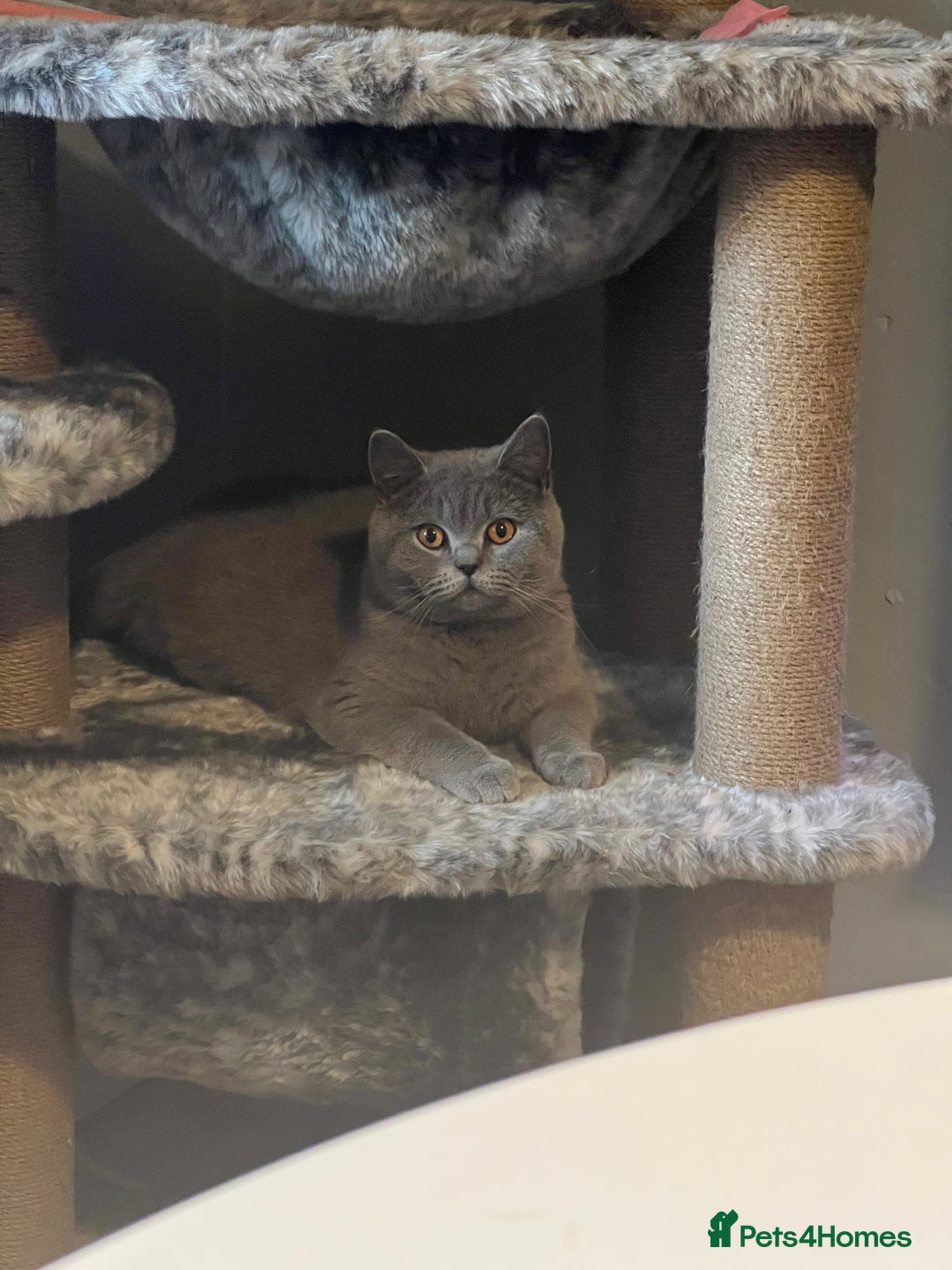 British Shorthair cats for sale: 2 beautiful girl left  - Image 5