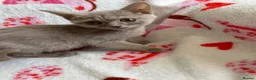 British Shorthair cats for sale: Beautiful British short hair x Russian blue  in Croydon - Advert 20