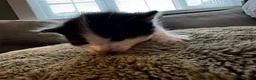 Mixed Breed cats for sale: 4 kittens looking for loving homes  - Advert 10