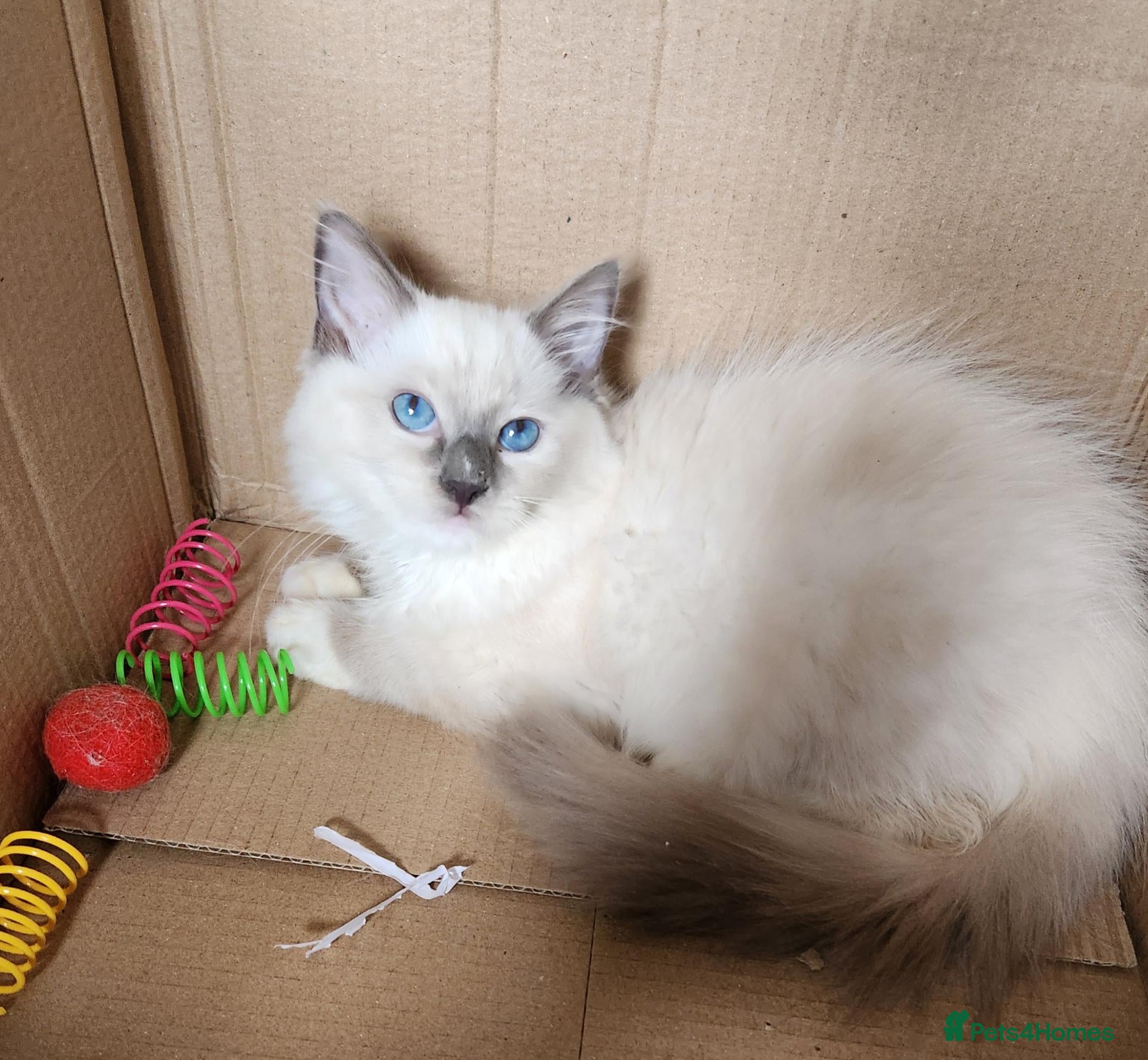 Ragdoll cats Beautiful Ragdoll kittens  - Advert 6