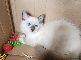Ragdoll cats Beautiful Ragdoll kittens - Advert 6