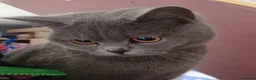 British Shorthair cats for sale: Beautiful British Blue - Female - Advert 6