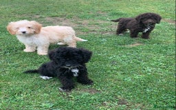 Cockapoo dogs for sale: Amazing cockapoo puppies  - Image 2