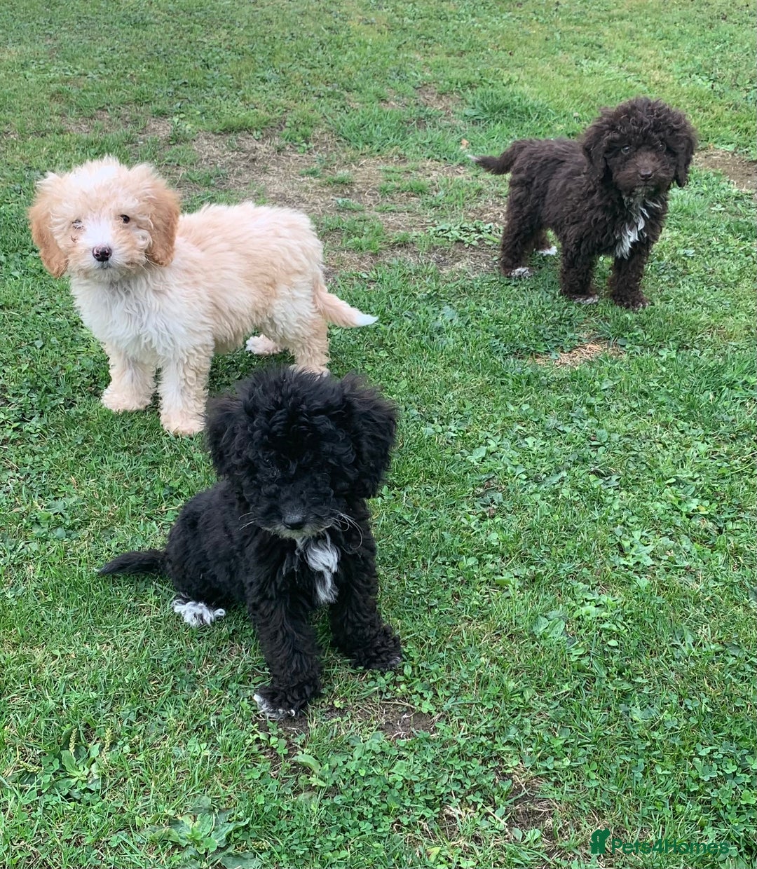 Cockapoo dogs for sale: Amazing cockapoo puppies  - Image 2