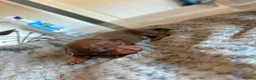 Miniature Pinscher dogs for sale: Miniature Pinschers, Chocolates - Advert 12