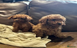 Toy Poodle dogs for sale: True Toy poodle puppies ready to leave  - Image 9