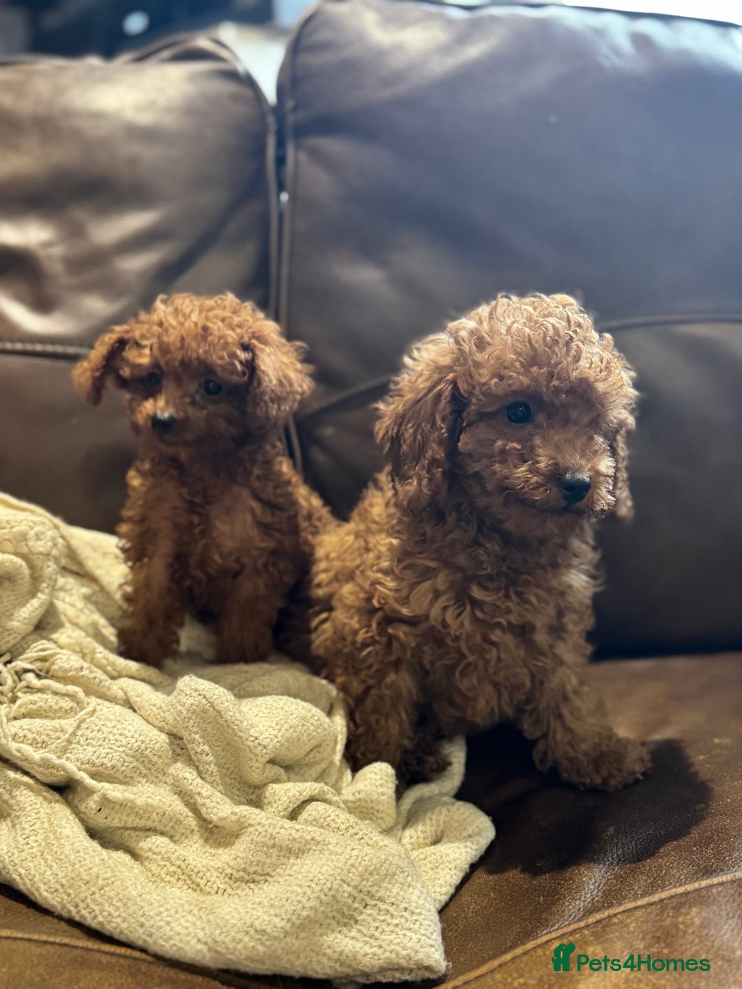Toy Poodle dogs for sale: True Toy poodle puppies ready to leave  - Image 9
