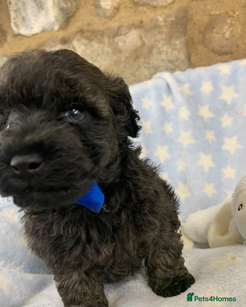 Poochon dogs READY NOW F1 Toy Poochons  - Advert 15