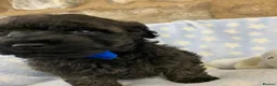 Poochon dogs for sale: F1 Toy Poochons  in Saint Austell - Advert 17