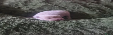 Pomeranian 1