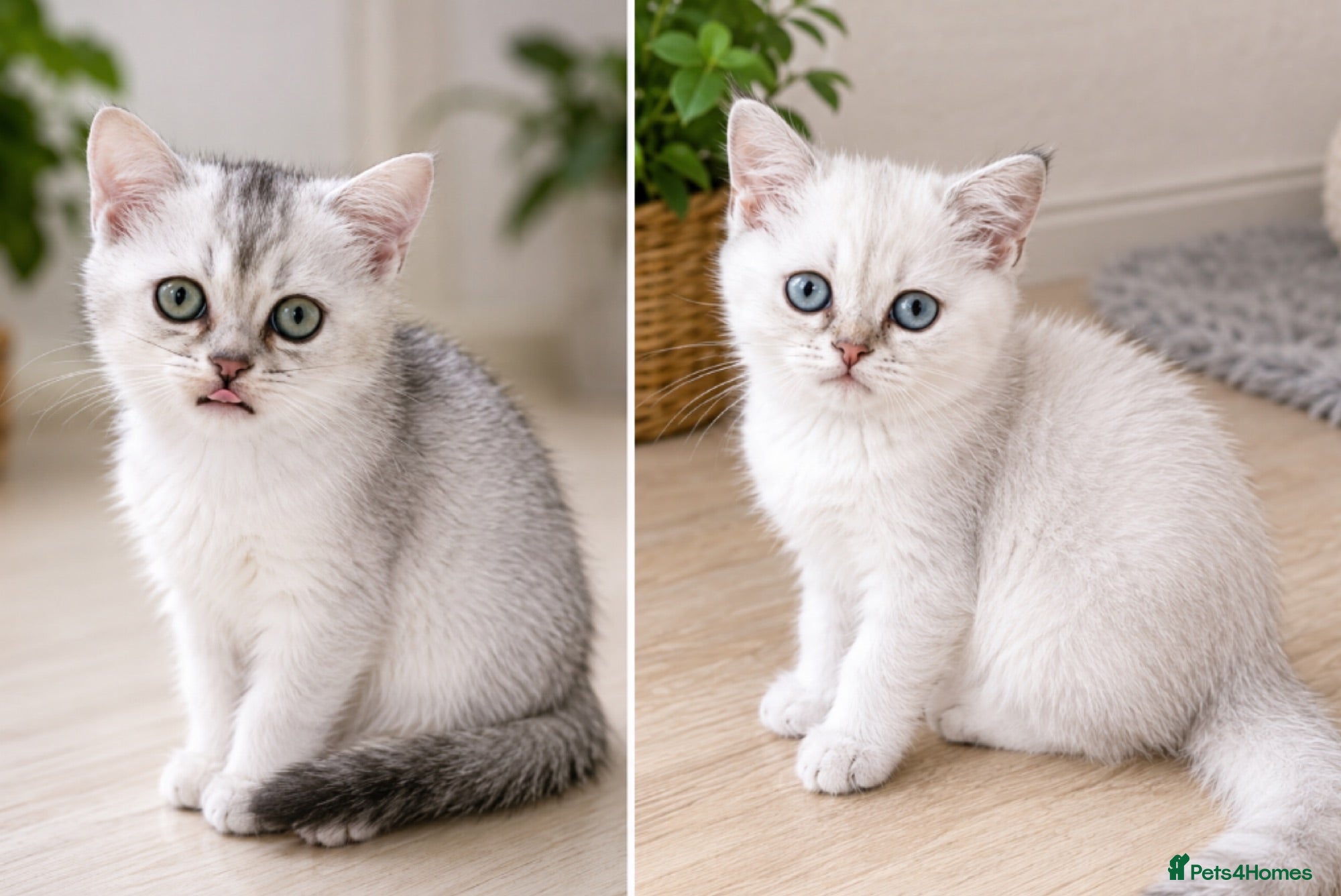 British Shorthair cats BSH GCCF , silver chinchilla & colour point Boys - Advert 12