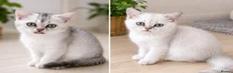 British Shorthair cats for sale: BSH GCCF , silver chinchilla & colour point Boys - Advert 2