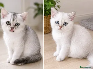British Shorthair cats BSH GCCF , silver chinchilla & colour point Boys - Advert 14
