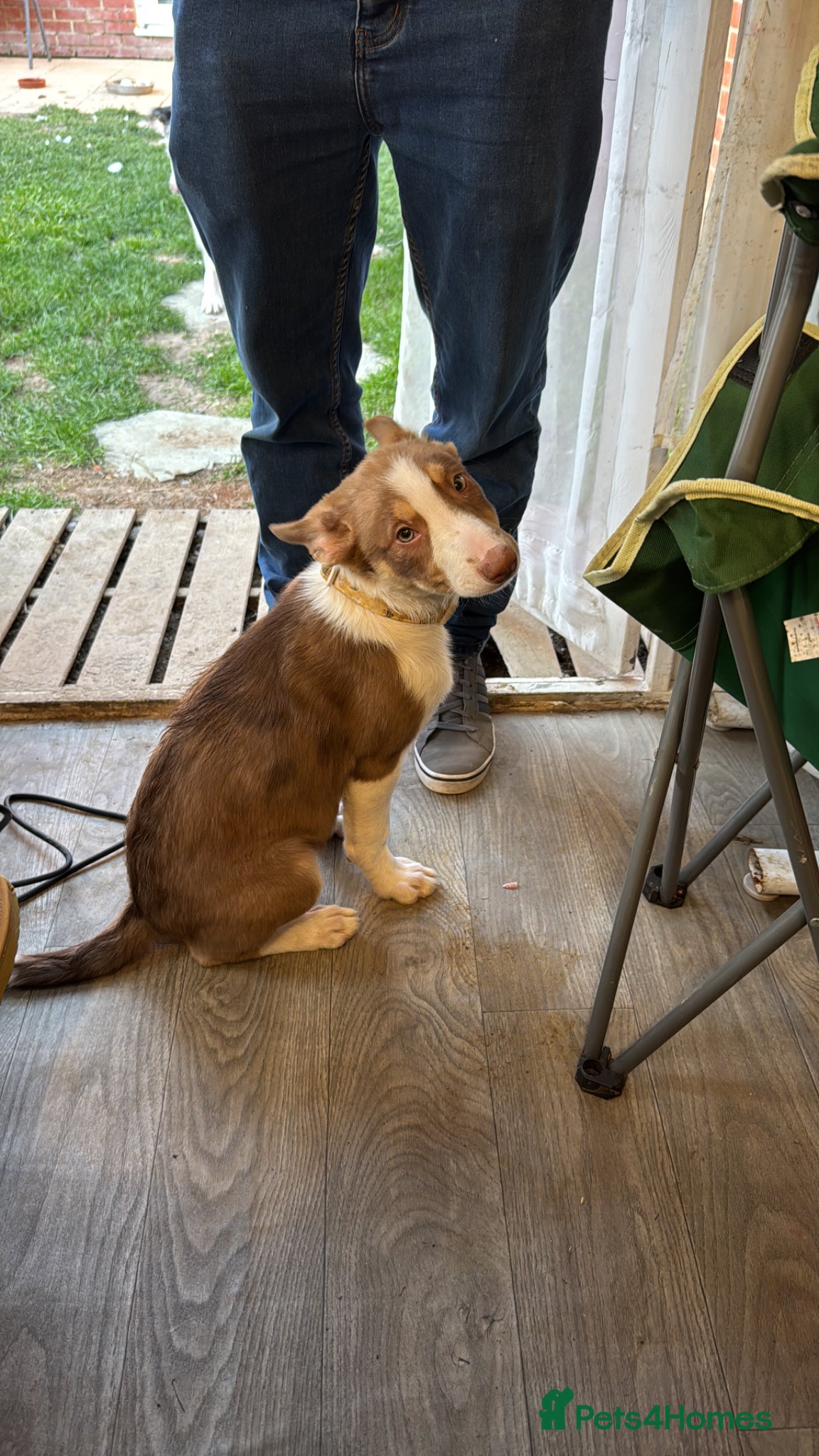 Welsh Collie dogs 5 month old puppy  - Advert 5